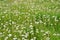 Meadow of seeding dandelions