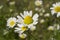 meadow small daisies closeup