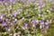 A meadow of small liverleaf or hepatica flowers in the forest or