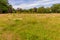 Meadow with small yellow wildflowers, wild grown grass and abundant trees in Kasteelpark Elsloo park