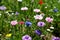 Meadow sown between roads. It is a mixture of low annuals, covering more than 25 species. The mixture is suitable for sowing in
