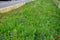 Meadow sown between roads. It is a mixture of low annuals, covering more than 25 species. The mixture is suitable for sowing in fl