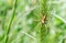 Meadow spider in its natural environment