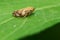 Meadow Spittlebug - Philaenus spumarius