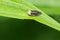 Meadow Spittlebug - Philaenus spumarius