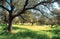 Meadow in spring with cork and holm oaks and green grass