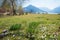 Meadow with spring crocus, spa garden schliersee, upper bavaria