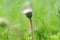 Meadow in the Spring Rain: a rain soaked flower of white daisy with vibrant pink border hiding a little fly from the rain