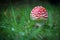 on a meadow stands a bright red toadstool