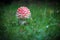 on a meadow stands a bright red toadstool