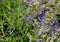 Meadow and steppe sage plant grows in dry places its flower is purple to blue