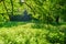 Meadow with stinging nettle plants