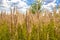 Meadow on a summer day, rustling long grass, bright sun, blue sky,  landscape