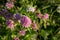 Meadow summer flowers sunshine close up pink clovers