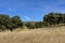 Meadow at summer, Sierra de Andujar Natural Park in Jaen province, Spain