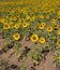 Meadow of sunflowers,Tuscany