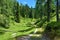 Meadow on a sunny day with a mountain larch and spruce forest