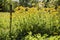 Meadow in sunny day with a wooden picket fences and yellow flowers