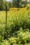 Meadow in sunny day with a wooden picket fences and yellow flowers