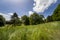 Meadow on a sunny summer day, view of the glade