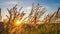 Meadow with sunset in Thailand.