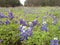 Meadow of Texas Bluebonnets in Spring - Wimberley, Texas
