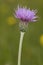 Meadow Thistle