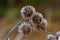 Meadow thistle frosted, winter season nature details