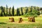 Meadow and three stumps in village on Sri Lanka