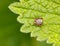 Meadow tick on leaf