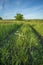 In the meadow the track from the car, center the track in the thick grass to grow chamomile