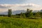 Meadow, trees and Alps, Koblach