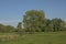 Meadow with trees and reed in the marshs of Bourgoyen nature reserve