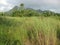 A meadow and tropical trees near San Isidro, Lipa city, Philippines