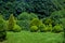 Meadow turf lawn with clipped evergreen thuja bushes in topiary different shape.