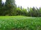 Meadow under Golica mountain