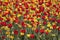 Meadow of varieties of tulips park SigurtÃ  Valeggio sul Mincio Verona Italy