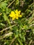 Meadow vetchling, Lathyrus pratensis, blossom close-up, selective focus, shallow DOF