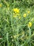 Meadow Vetchling - Lathyrus pratensis, Norfolk, England, UK