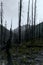 Meadow Views of Regrowth after a Forest Fire