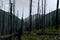 Meadow Views of Regrowth after a Forest Fire