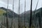 Meadow Views of Regrowth after a Forest Fire