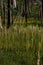 Meadow Views of Regrowth after a Forest Fire