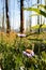 Meadow Views of Regrowth after a Forest Fire