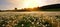 Meadow vintage panorama flowers dandelion sunset mood