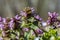 Meadow violet spring flower