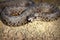 Meadow viper emerged from hibernation