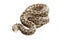 Meadow viper isolated over white