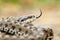 Meadow viper portrait