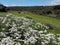 Meadow in Welsh countryside